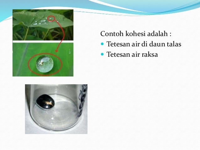 Adhesi Dan Kohesi